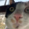 nekokarenanne